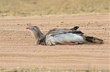 Red-legged Seriemaborder=